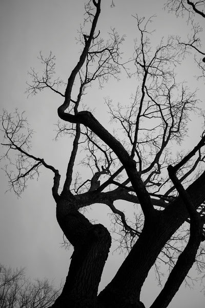 Black and white photograph looking up at the branches of a mighty tree against a darkening sky after sunset.