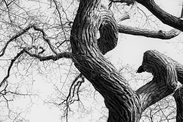 Black and white photograph of a huge tree with twisting and turning trunk and branches.