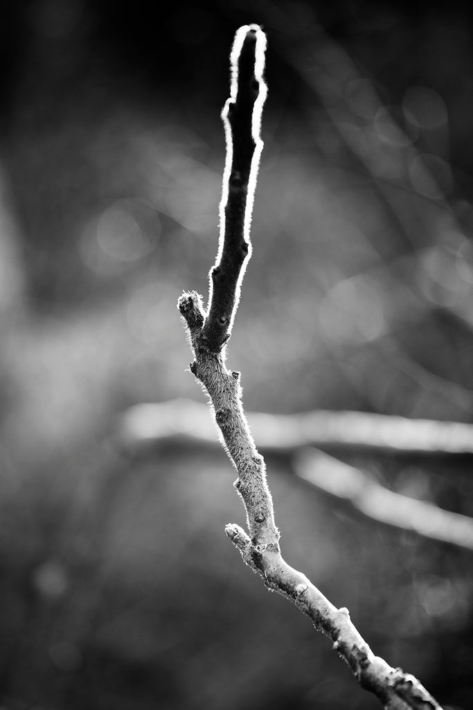 Black and white photograph of a tree branch with fuzzy edges backlight by the rising sun.