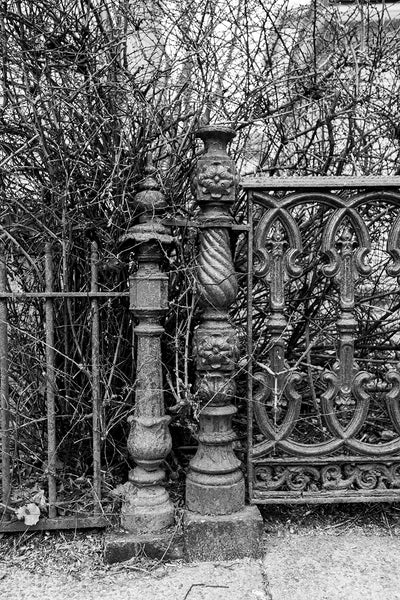 Black and white photograph of two beautifully rusty old Victorian iron fence posts amidst unkempt hedges.