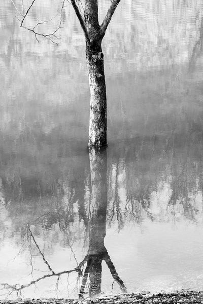Tree Growing Beyond the Waterline - Black and White Landscape Photograph