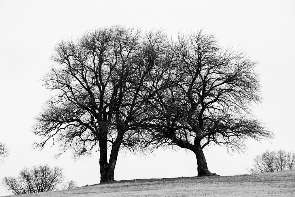 Black and white landscape photograph of two big black barren winter trees standing side-by-side a hillside.