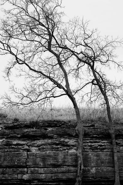 Black and white landscape photograph of two curved, barren, winter trees growing next to a low rock ledge.