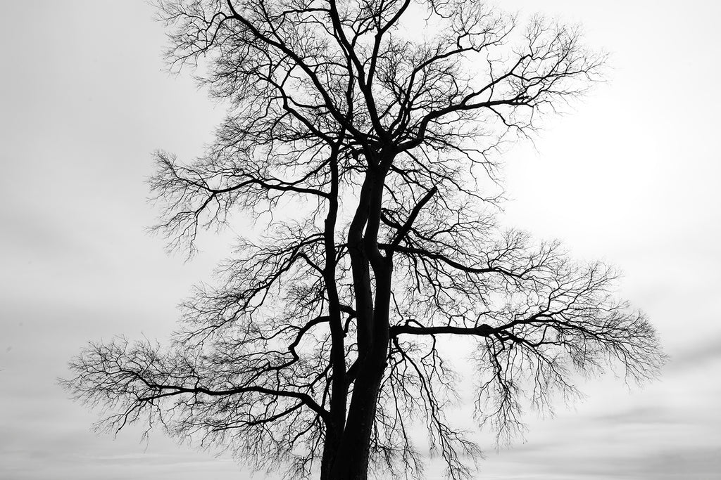 Black and white landscape photograph of a barren black tree silhouetted against a cloudy winter sky.