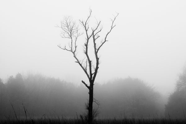 Black and white landscape photograph of a beautifully gloomy foggy day featuring a tree in the middle of a grassy pasture.