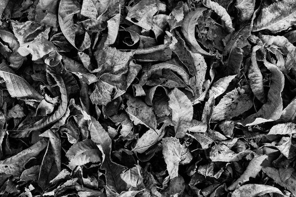 Black and white detail photograph of a layer of curled and dried fallen leaves on the ground.