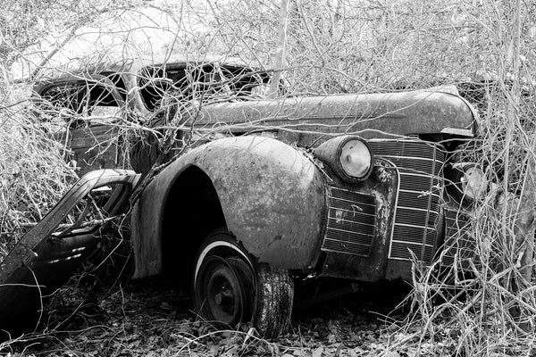 Black and white photograph of a large beautiful antique automobile rusting away in the countryside even as it's being consumed by vines and branches.