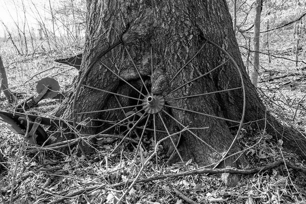 Black and white photograph of a large tree that has begun absorbing several abandoned old rusty iron farm machine wheels into its body.