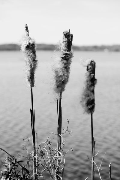 Black and white landscape photograph of three fuzzy cat tails growing side-by-side on the shore of a lake.