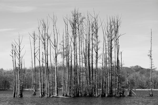 Black and White Landscape Photograph of a Grove of Cypress Trees in a Lake