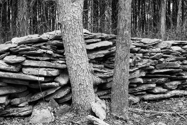 Black and white landscape photograph of a mysterious old stone wall in the woods with two large trees and a strand of rusty barbed wire.