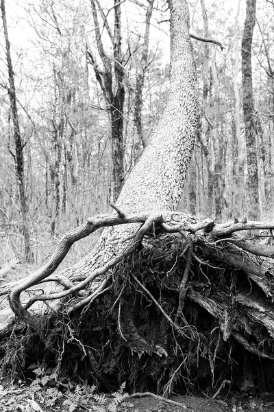 Black and white landscape photograph of the root bed of a tall tree that's been recently upturned.