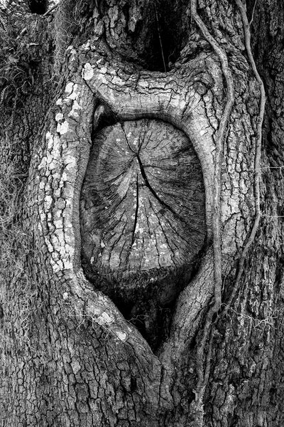 Black and white landscape photograph of a knot in an ancient oak tree that resembles the spirit of an old woman with her wrinkled face surrounded by a shock of white hair.
