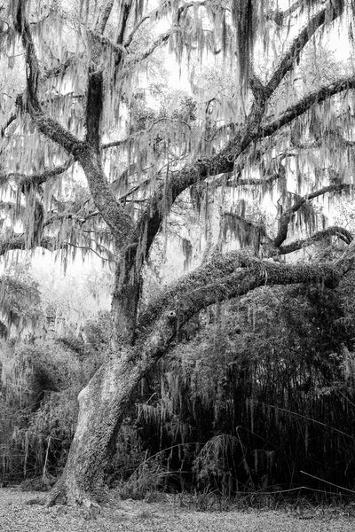 Black and white landscape photograph of a giant old oak tree draped with Spanish moss in the American South.