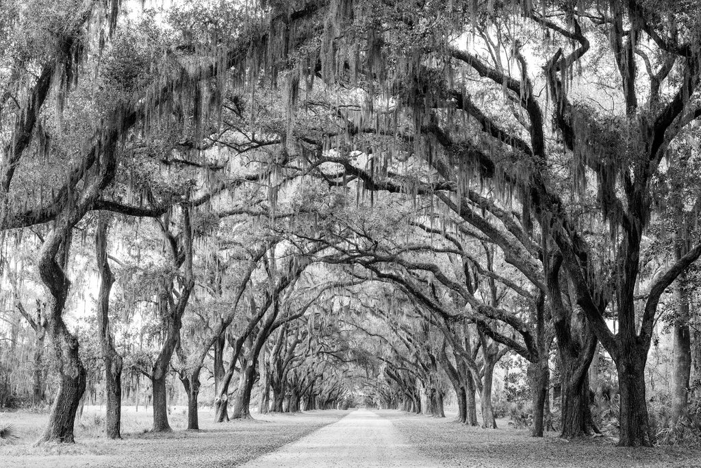 Black and white landscape photograph of a road near Savannah that's one-and-a-half miles long and lined with over 400 mighty oak trees.