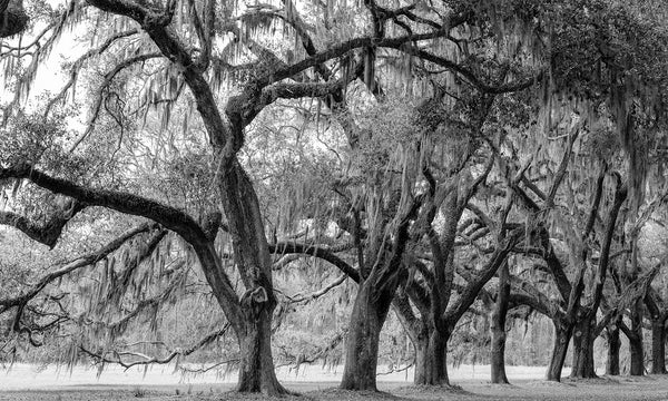 Black and white landscape photograph of a row of old and mighty oak trees draped with Spanish moss in the American South.