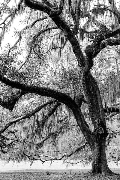 Black and white landscape photograph of a huge beautiful old oak tree draped with Spanish moss in the American South.