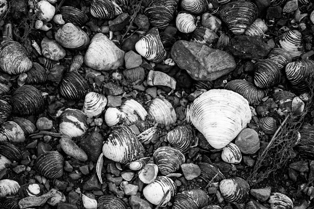 Black and white photograph of a collection of freshwater muscle shells on the bank of a creek, highlighting their natural patterns.
