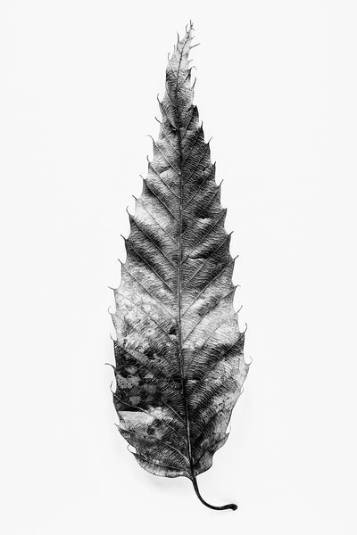 Black and white detail photograph of a long textured leaf on a white background.