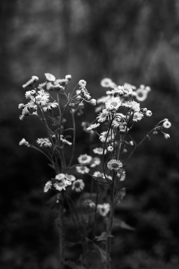 Black and white landscape photograph of a cluster of wildflowers seen in the woods in dark and rainy morning light.