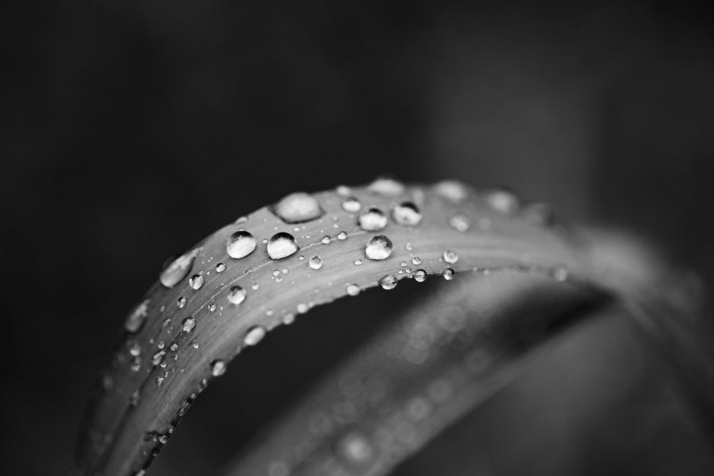 Black and white landscape photograph of a curved blade of grass with droplets of dew or rain catching the sparkle of early morning light.