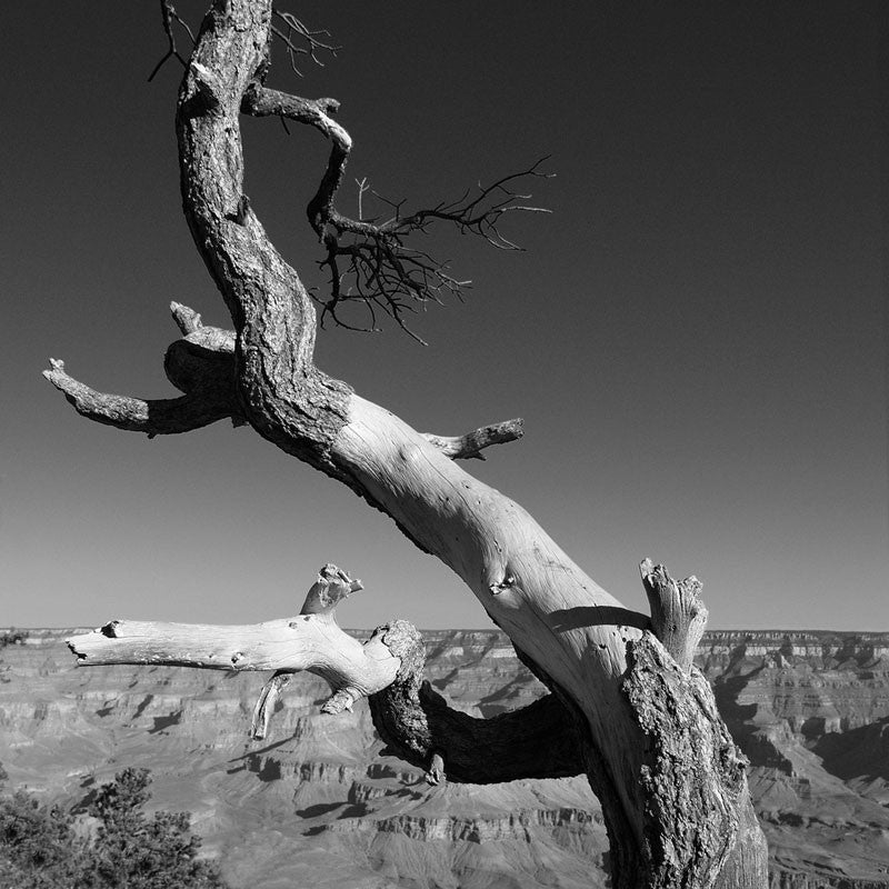 Black and white landscape photograph of a curved tree that seems to be dancing joyfully on the rim of the Grand Canyon. Square format.