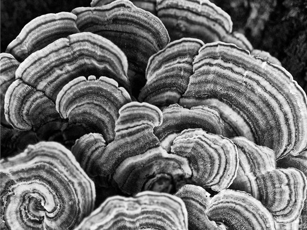 abstract black and white photograph of tree fungus with spiral patterns