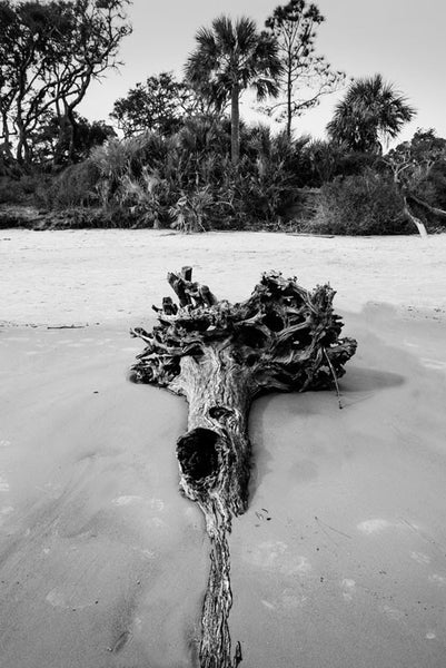 Black and white photograph of a fallen tree half-buried in the sand during low tide at Driftwood Beach on Jekyll Island, Georgia. 