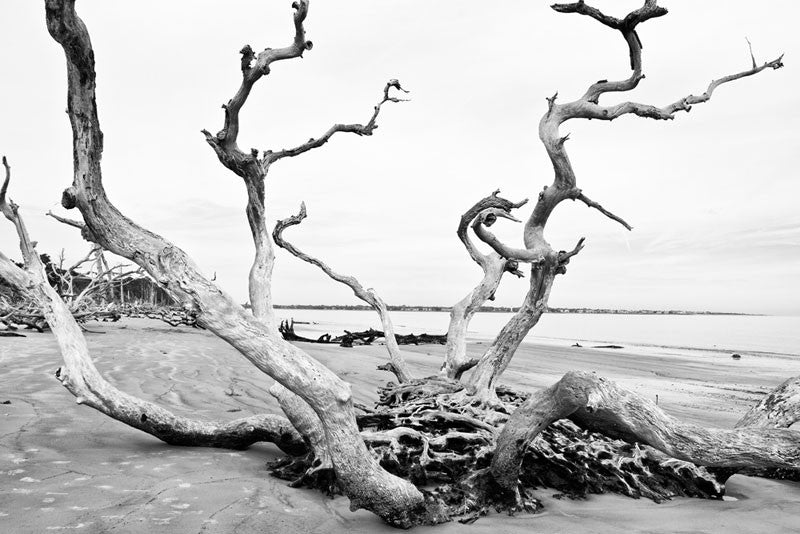 Black and white photograph of a dramatic tree with multiple trunks in the middle of Driftwood Beach.