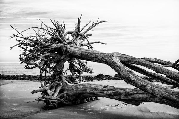 Black and white photograph of trees with intertwined roots, which have fallen over together on Driftwood Beach.