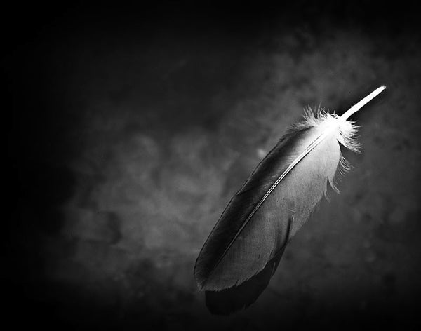 Black and white photograph of a feather floating on a dark pond on the Cumberland Plateau.