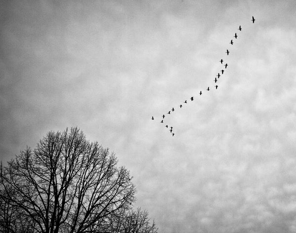 Black and white photograph of a formation of Canadian Geese flying across a gray winter sky