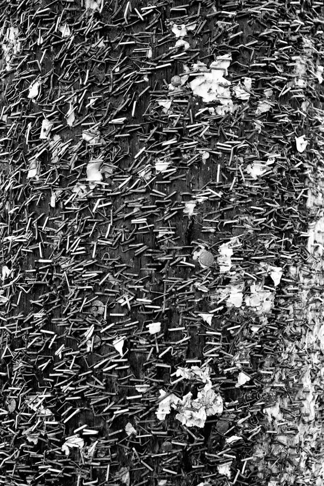 Black and white abstract photograph of a telephone pole covered in staples on Frenchman Street in New Orleans.