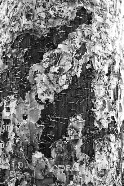 Black and white abstract photograph of a telephone pole covered in staples and fragments of old club and band posters on Frenchman Street in New Orleans.