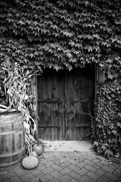 Black and white photograph of big wooden doors that lead to the cellar of a winery, surrounded by a wall-covering of ivy.