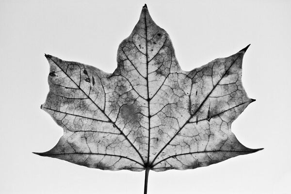 Black and white photograph of a wide, flat maple leaf on a simple background.