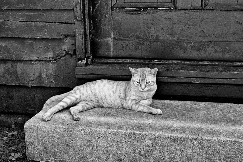 Black and white photograph of a lazy cat resting in the cool shade of an old shed that still displays bullet holes from the Civil War battle of Franklin, which took place in 1864.