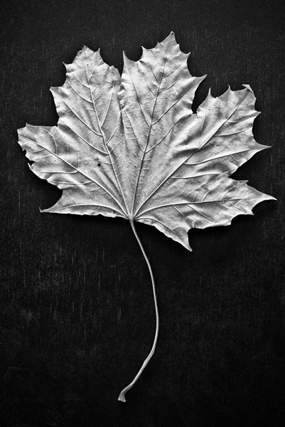 Black and white photograph of a leaf with a long, curved stem on a simple black background.