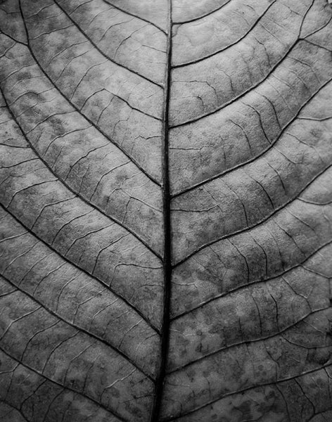Vein Details on a Fallen Leaf (IMG_0839)
