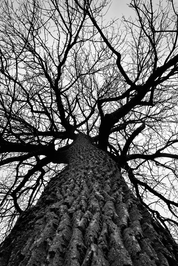 Black and white photograph looking up into the bare branches of a huge cottonwood tree spreading out across a white winter sky.