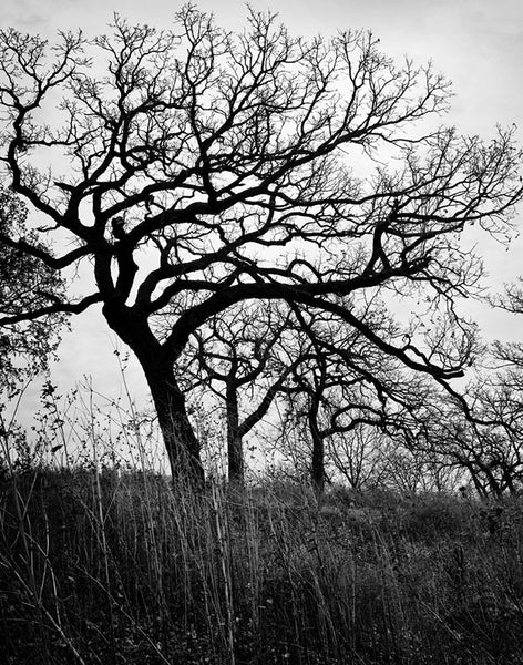 Dramatic black and white landscape photograph of barren winter trees on a hillside, with a stormy sky behind.