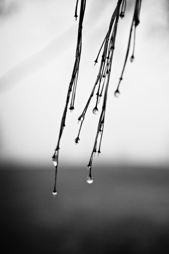 Black and white photograph of a raindrops dangling on ends of twigs.