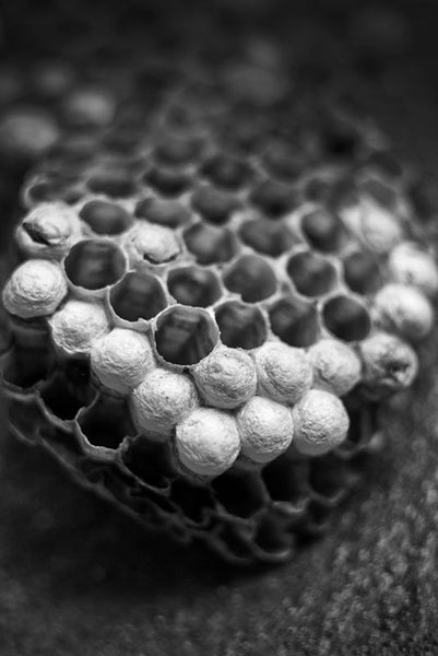 Black and white photograph of the geometric cells of a wasp nest.