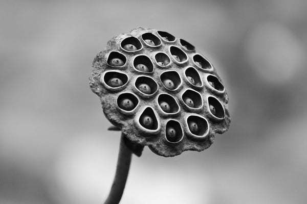 Black and white photograph of an American Lotus seed pod growing in a southern marsh.