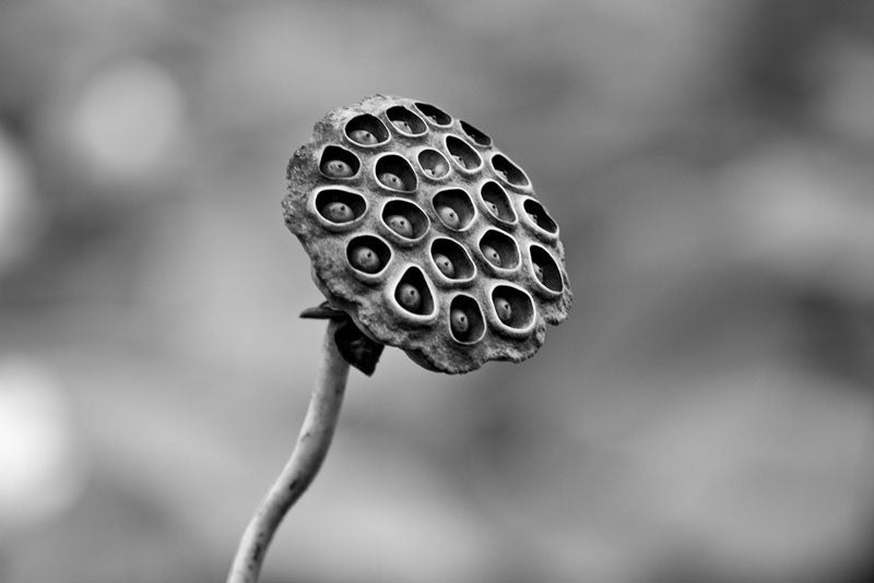 Black and white photograph of an American Lotus seed pod growing in a wetland in the southern US.