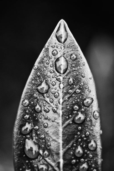 Black and white photograph of a leaf with covered with raindrops, each one reflecting back a self-portrait of the artist.