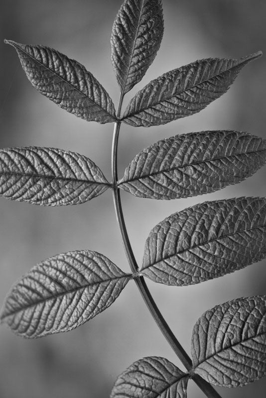 Black and white photograph of nine fresh green leaves on a curved stem, found growing from the forest floor.