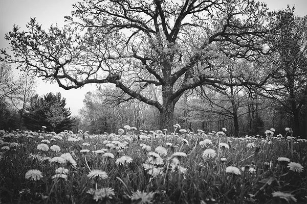 Black and white landscape photograph featuring a big bur oak in a field of dandelions.  The story tree is a giant bur oak is an old bicentennial oak. It's called the story tree because local school children sometimes take field trips to sit in the shade of its branches to listen to stories of the area's history, Native Americans, and environment.