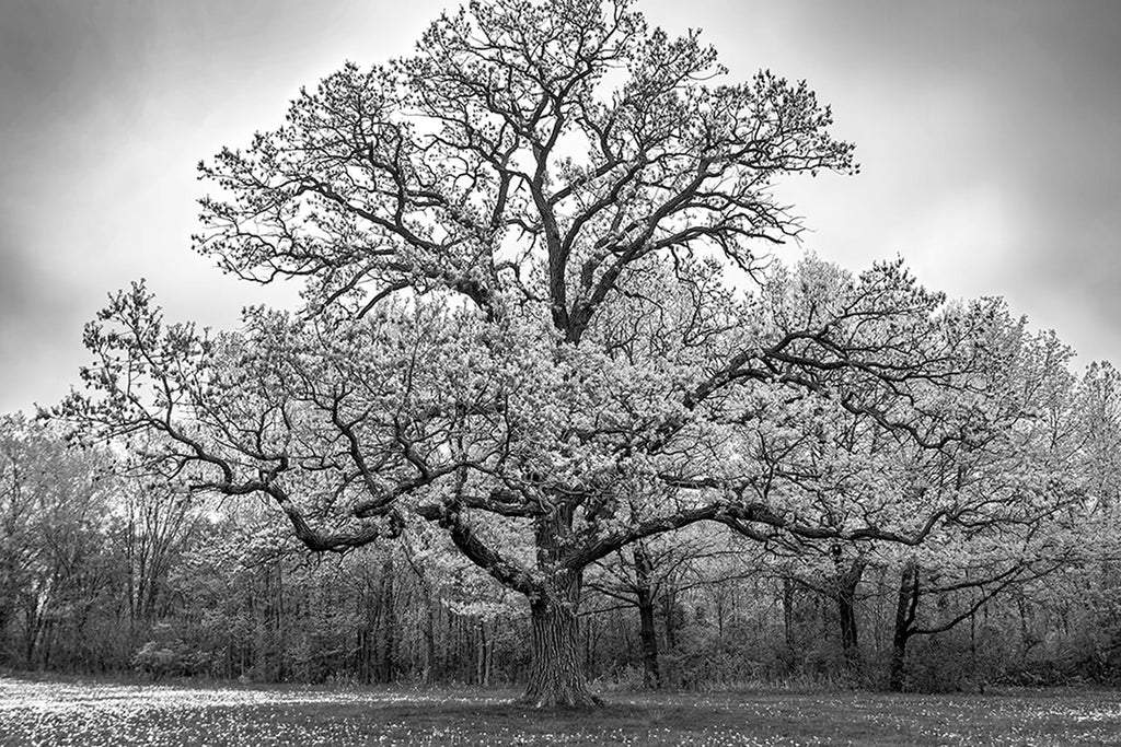 Black and white landscape photograph featuring a big old bur oak in a field of dandelions. This photograph, along with two others, has been featured in several episodes of Grey's Anatomy season 13, as wall decor in the bedroom of Dr. Meredith Grey.