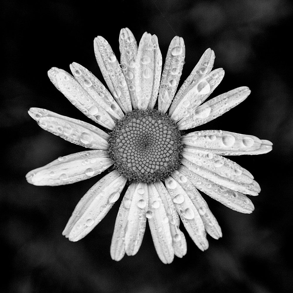 Black and white photograph of daisy splashed with fresh droplets after a spring rain shower.